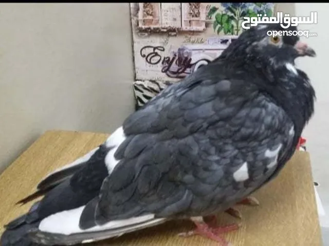 جيبلي نفس هالطير وخد 20 دينار