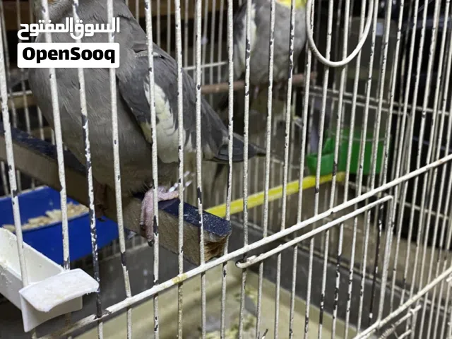 جوز كوكتيل