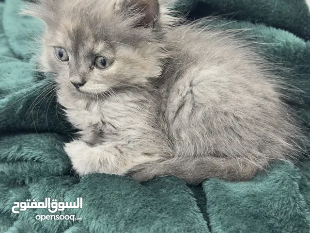 قطة برتش لونج هير للتبني (مجانا) مع ملحقاتها ب700 ج مع توصيل مجاني