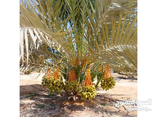 فسايل برحي ومجدول للبيع