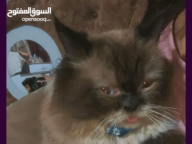 قط مكس هجين للبيع بسعر مغري بداعي السفر الى خارج البلاد نوع مكس هيمالايا مع برتش