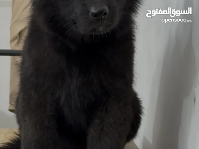 انثى جيرمن رويل بلاك
