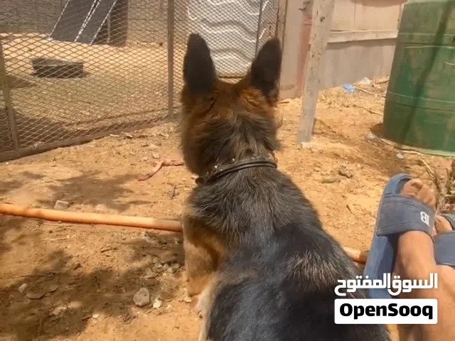 اقرا الوصف