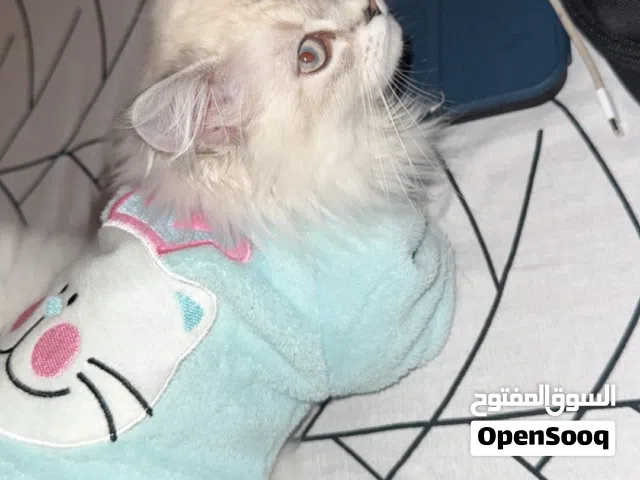 قط شيرازي للبيع قابل للتفاوض لطيف