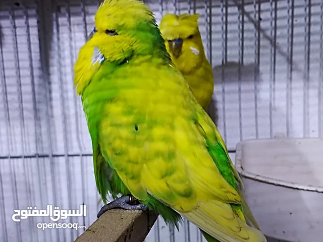 جوز انجليزي الذكر اسبانجل سنجل فاكتور و الأنثى لايتنو