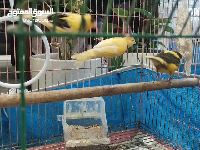 فراخ كناري بصحة جيدة
