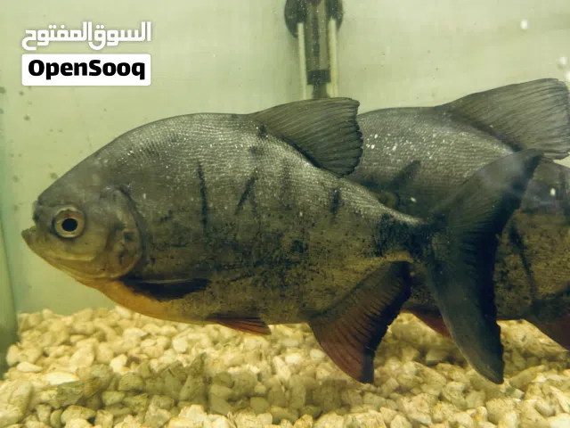 اسماك بيرينا المفترسة