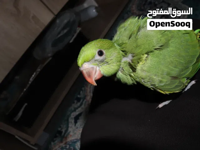 ببغاء دره فرخ اليف ذكي حاله جيدة