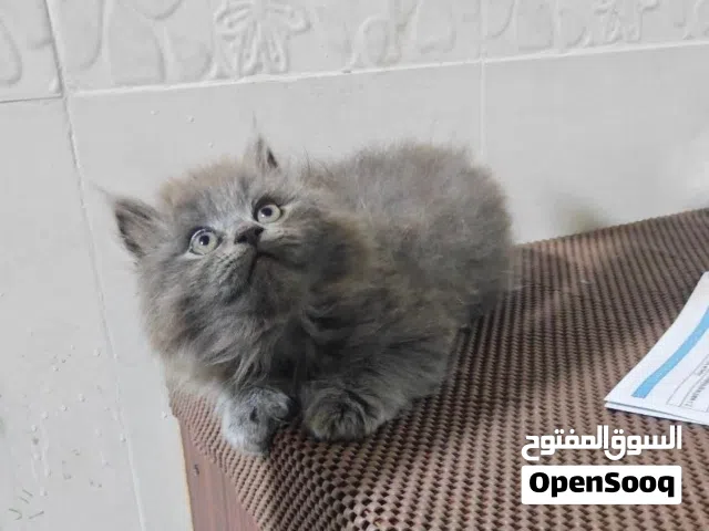 قطط ذكر 2 العمر شهرين الون رصاصي نوعهم برتش