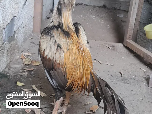 للبيع ديج باكستاني فايتر