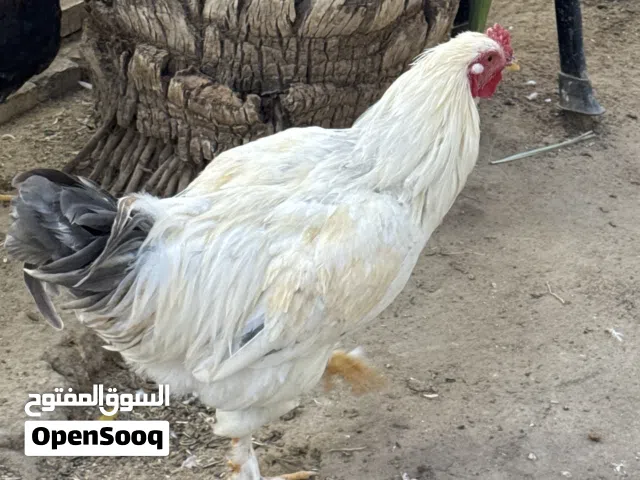 دجاج.  بياض وديوجه صغار كويتي وديج براهمه
