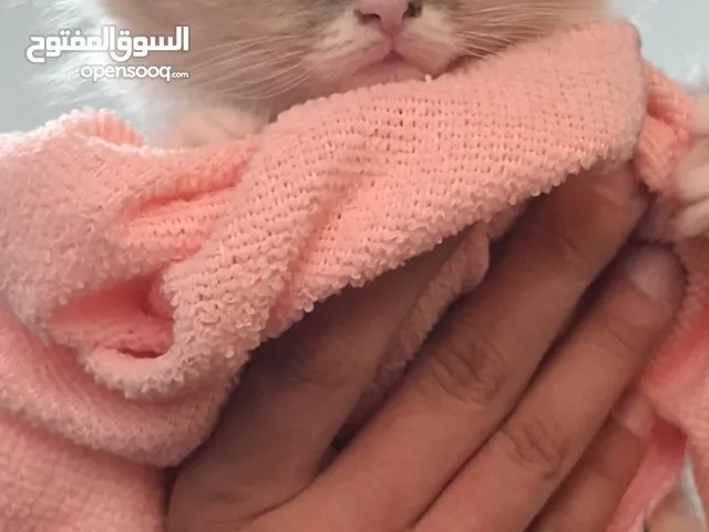 قطط هملايا لعوبات