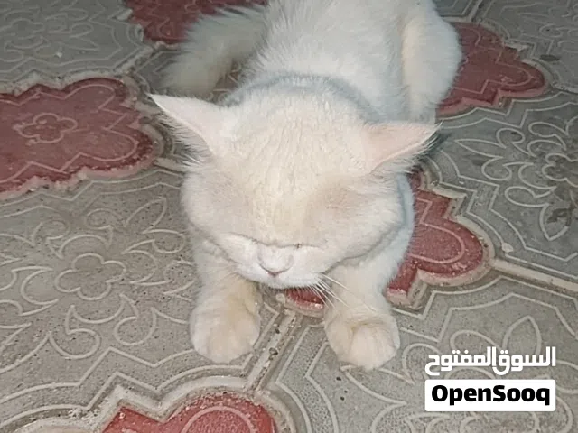 سنور شيرازي للبيع