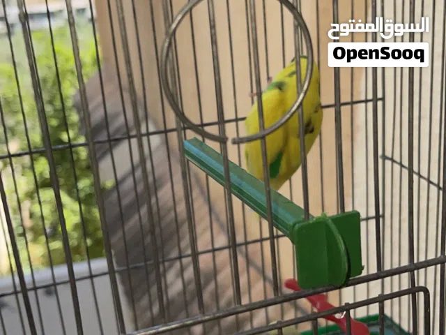 عصافير حب للبيع