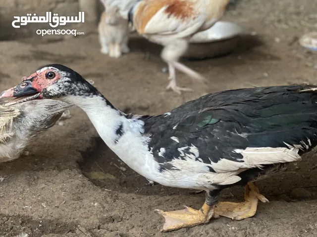 بط ذكر مصري مستوى طيب وضخم