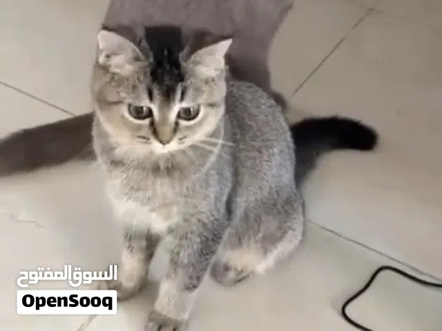 قطط للتبني