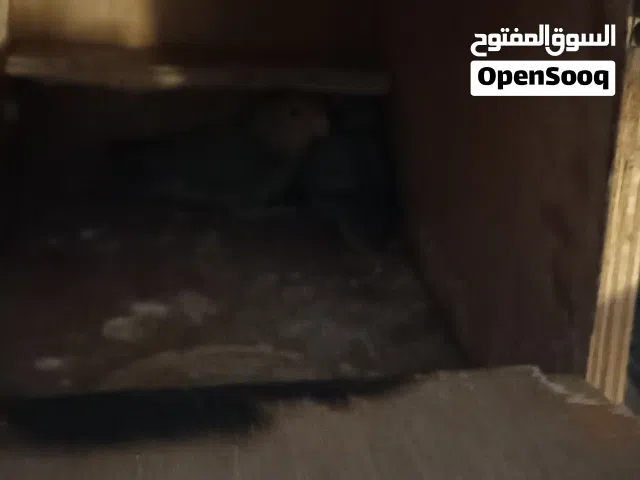 للبيع زوج روزمنتج ومن حقك تعاين التفاصيل في الوصف الزوج منتج من قبل جميل جدا جدا جدا  الحجم جيد جدا