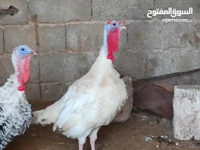 ديك رومي لون أبيض للبيع