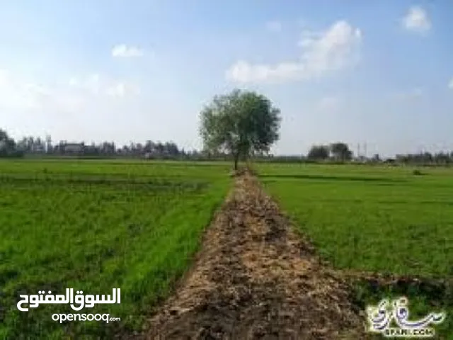 Farm Land for Sale in Alexandria Sidi Beshr