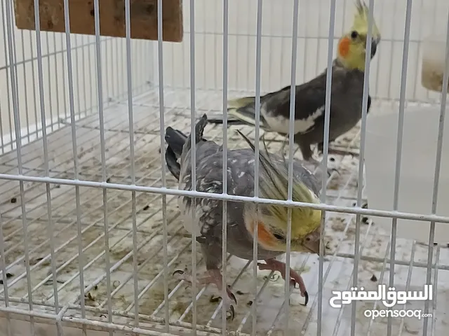 كوكتيل و لافبير
