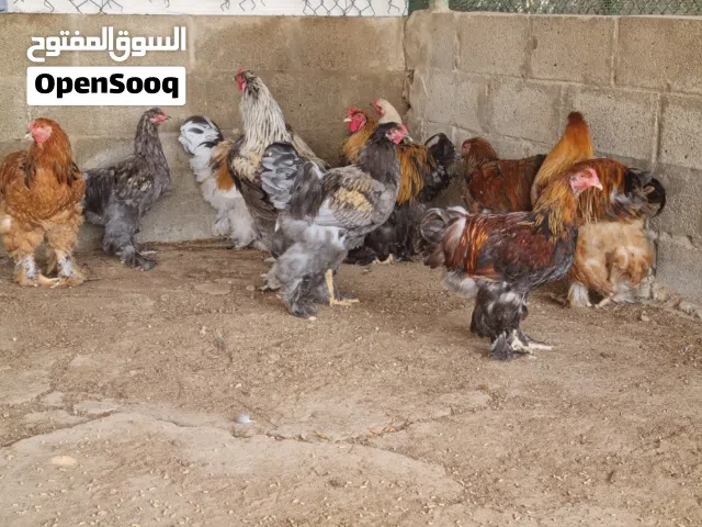 Type: Brahma chicken pure