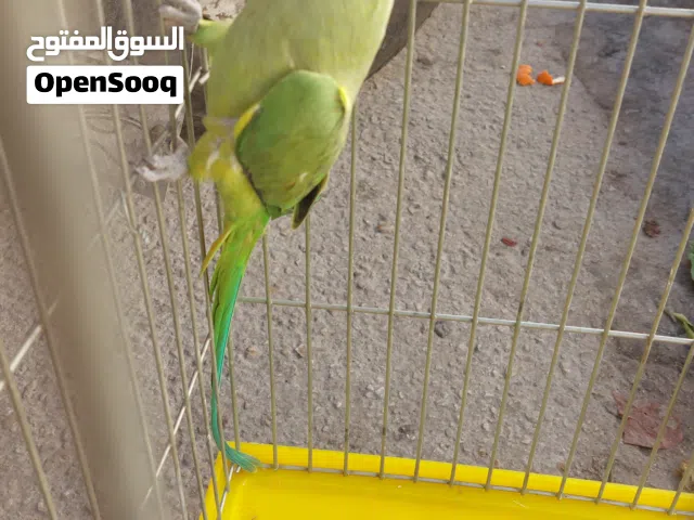 ببغاء دره ذكر مطوق اليف