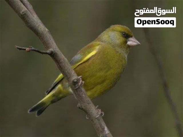 طيور نخب وثوب كامل