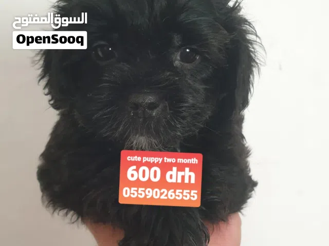 cute havenese puppy