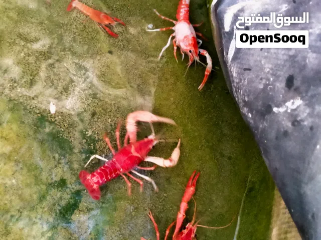 جمبري بالغ و صغار