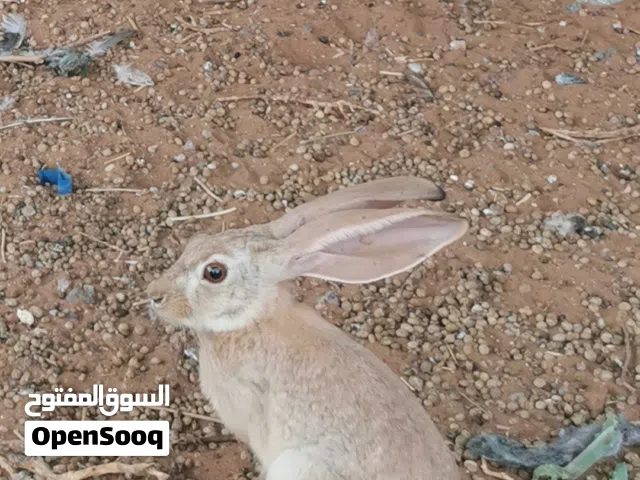 ارانب بريه رمليات