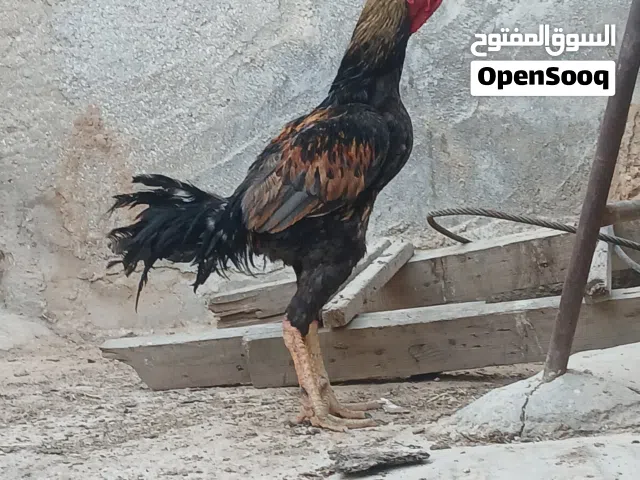 ديك باكستاني عمرو سنا وست شهور