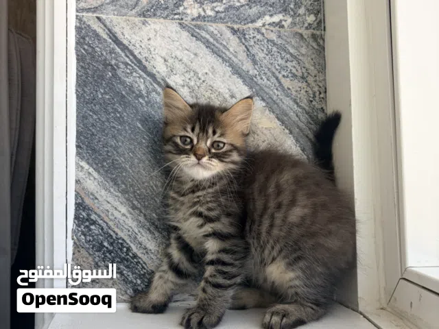 Mix persian Female kitten