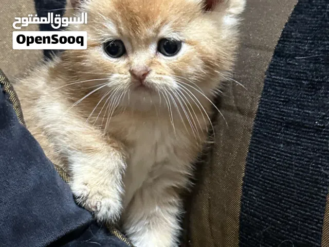 سكوتش فولد قولد بيور