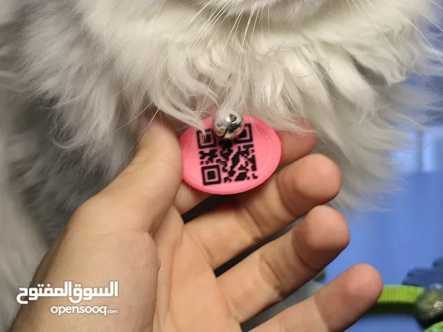خلي اليفك بأمان تاك حيوان اليف QR كود Pet Tag with QR code تاگ QR کودی