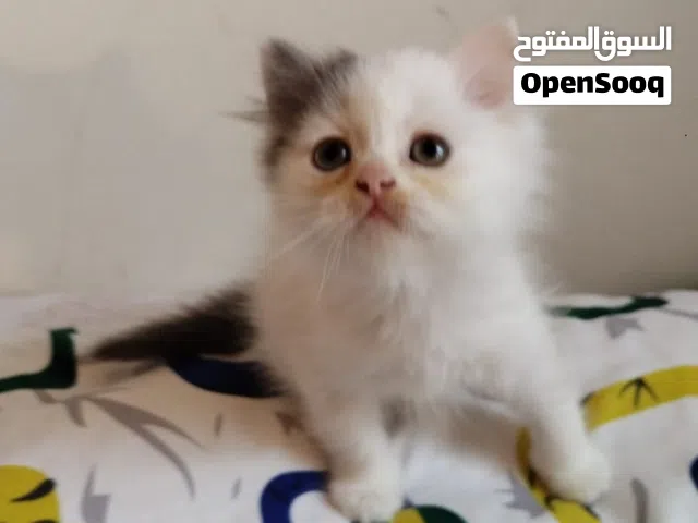 شكتش فولد  مع