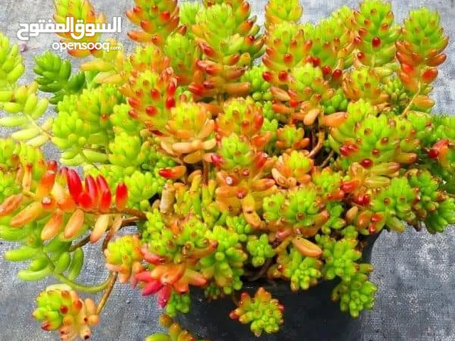 مطلوب ارض للايجار لعمل مشتل بيع نباتات في عمان
