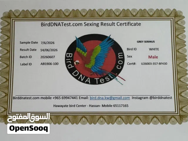 ياسمين رمادي تغريد نار مفحوص مع شهادة