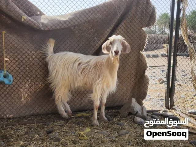 حمله وسخل للبيع