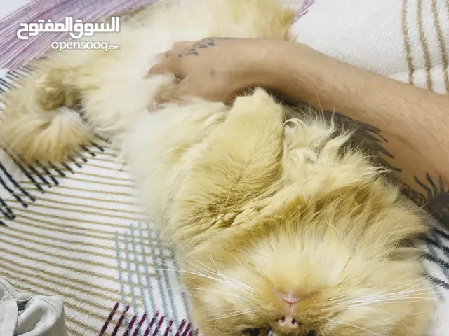 بزون هملايا