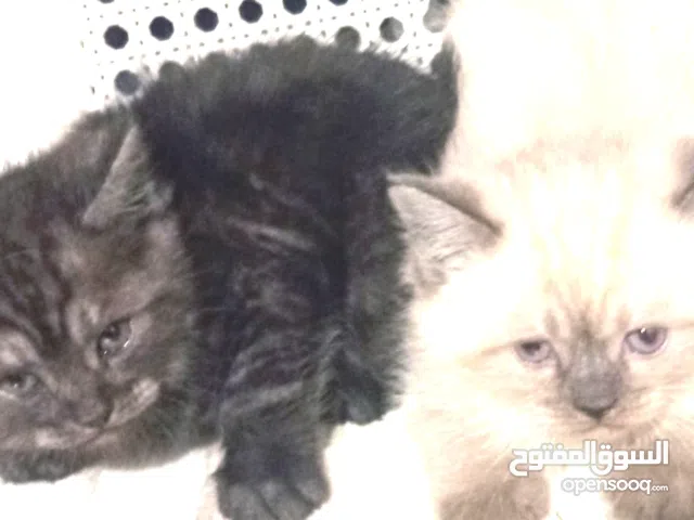 قطط للبيع  3صغير و2كبير