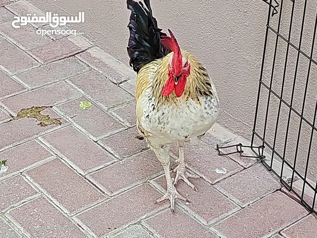 1 Young and Healthy Rooster
