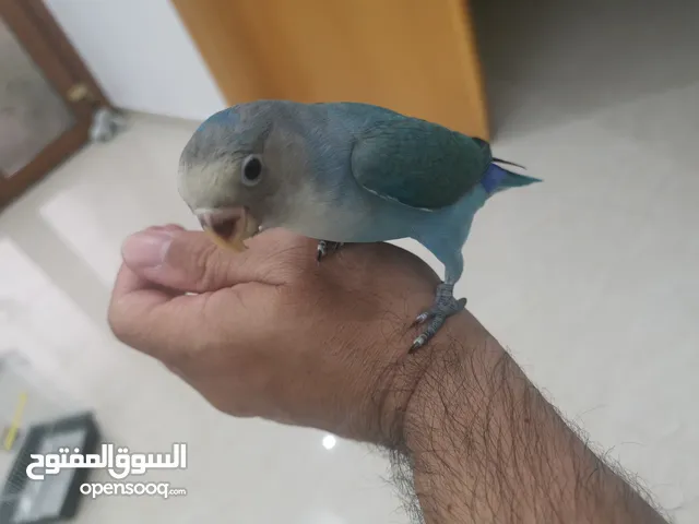 لافبيرد أليف