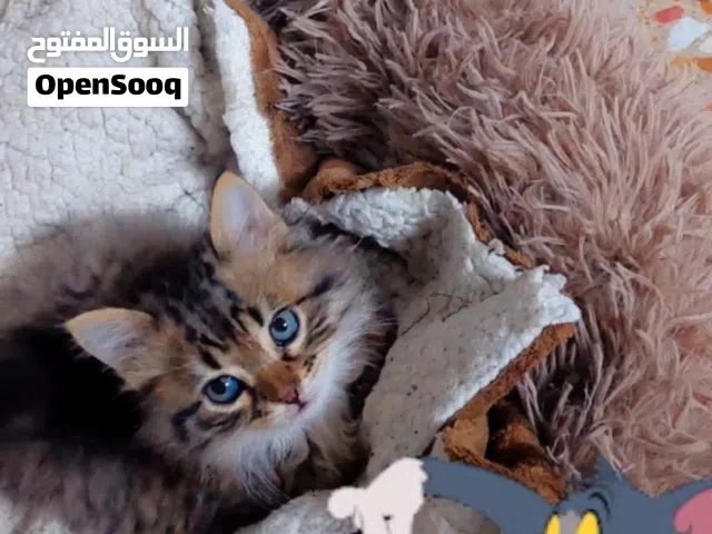 توم وجيري قطط متعلمات على اللتر بوكس ومتعلمات على كلمات  وجهاز اكل الكتروني ينزللهم الاكل بالوقت