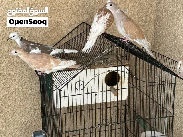 كريميات3ازواج امايات مال محميه شرط تبزير من ضمنهن مخلف ابنهن