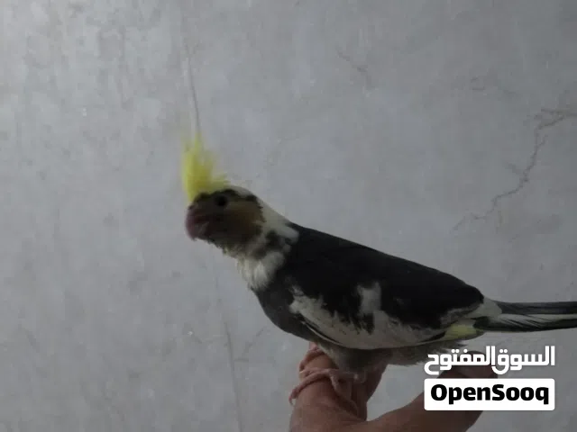 كوكتيل مخلف ربه ياكل من اليد للبيع