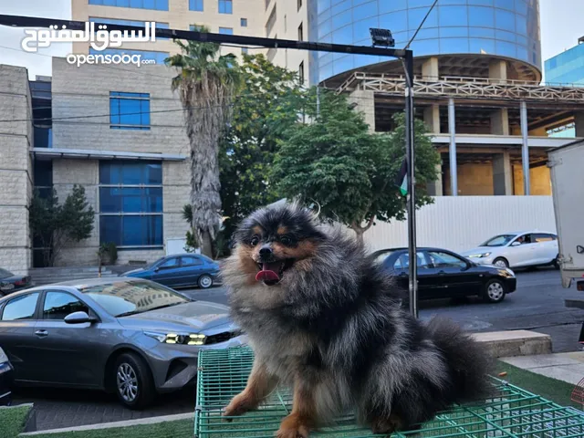 بوميرينيان بيور للبيع