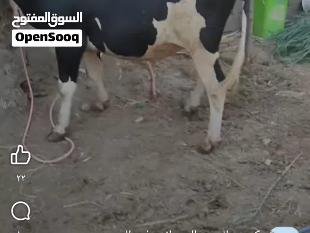 عفر رؤية ء إذ ا