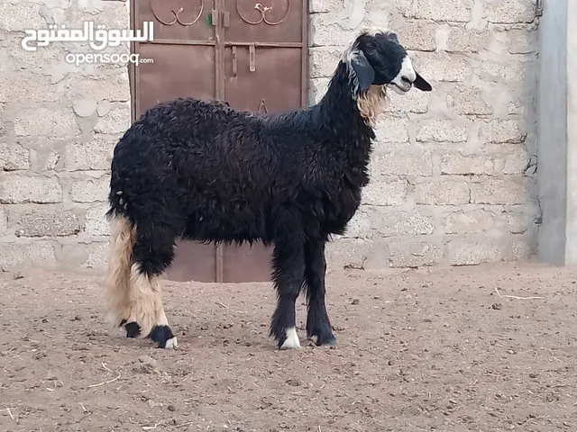 كبش نجدي ما شاء الله مخصاي اموره طيبه