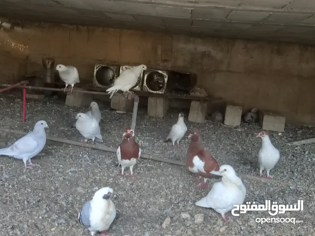 جواز حمام شغاله  للبيع  الكوم  17 حبه سعر الحبه دينارين من الاخر