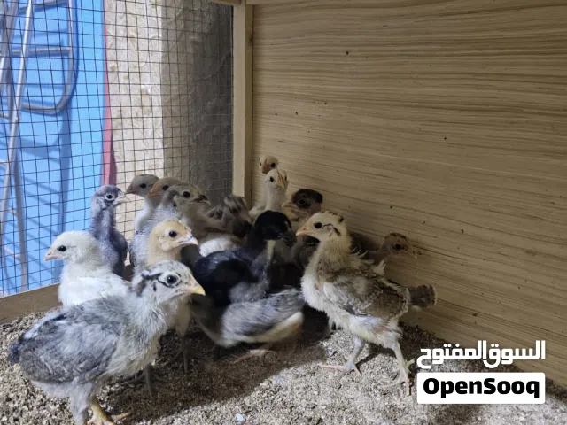 كتاكيت عرب عمرهن 20 يوم عددهن 50 كتكوت يعني 25 زوج